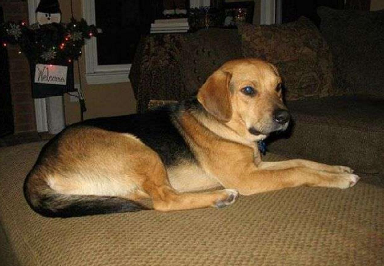 这几只混血狗狗哪只惊艳了你,超级好养的稀有宠物狗