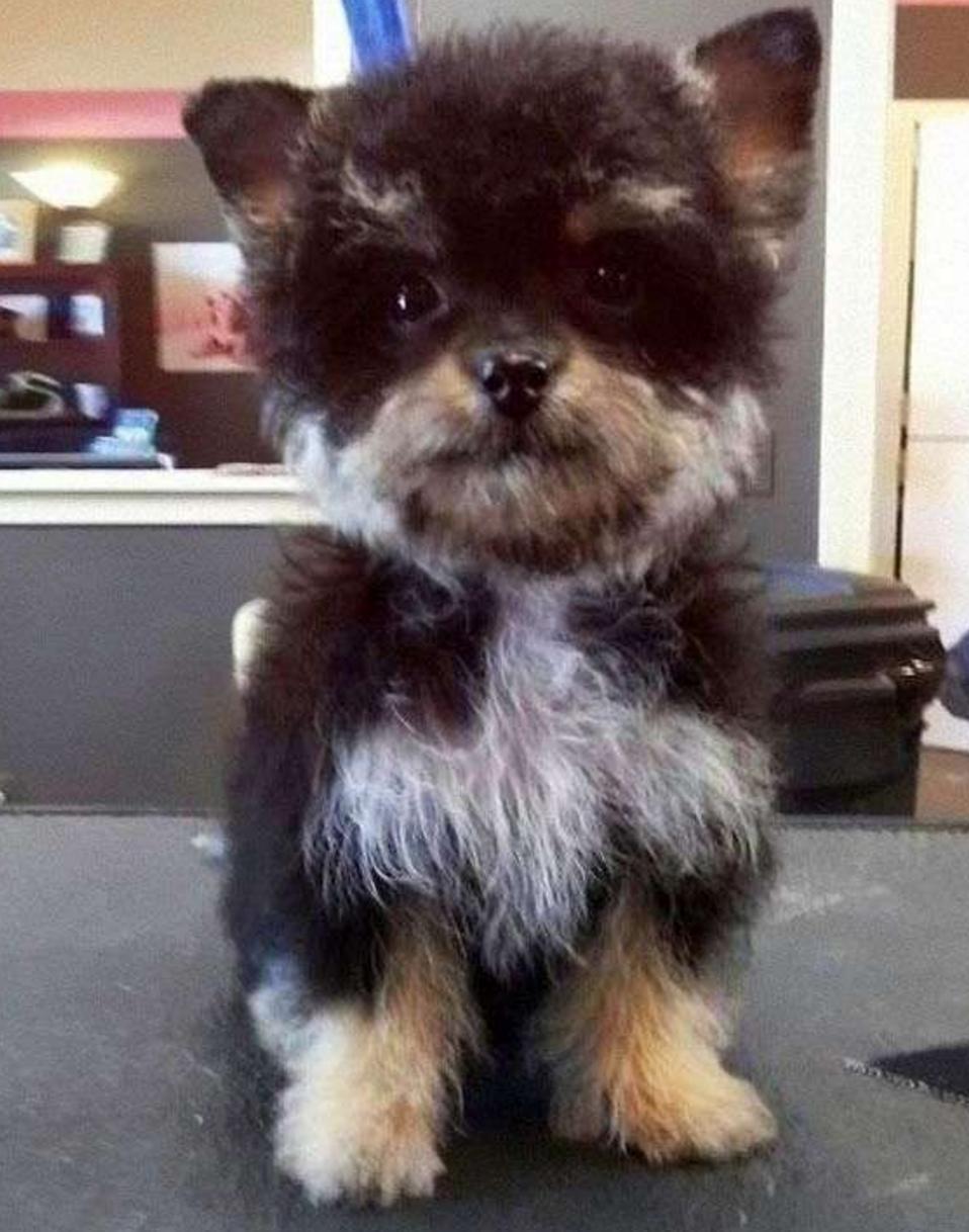 这几只混血狗狗哪只惊艳了你,超级好养的稀有宠物狗