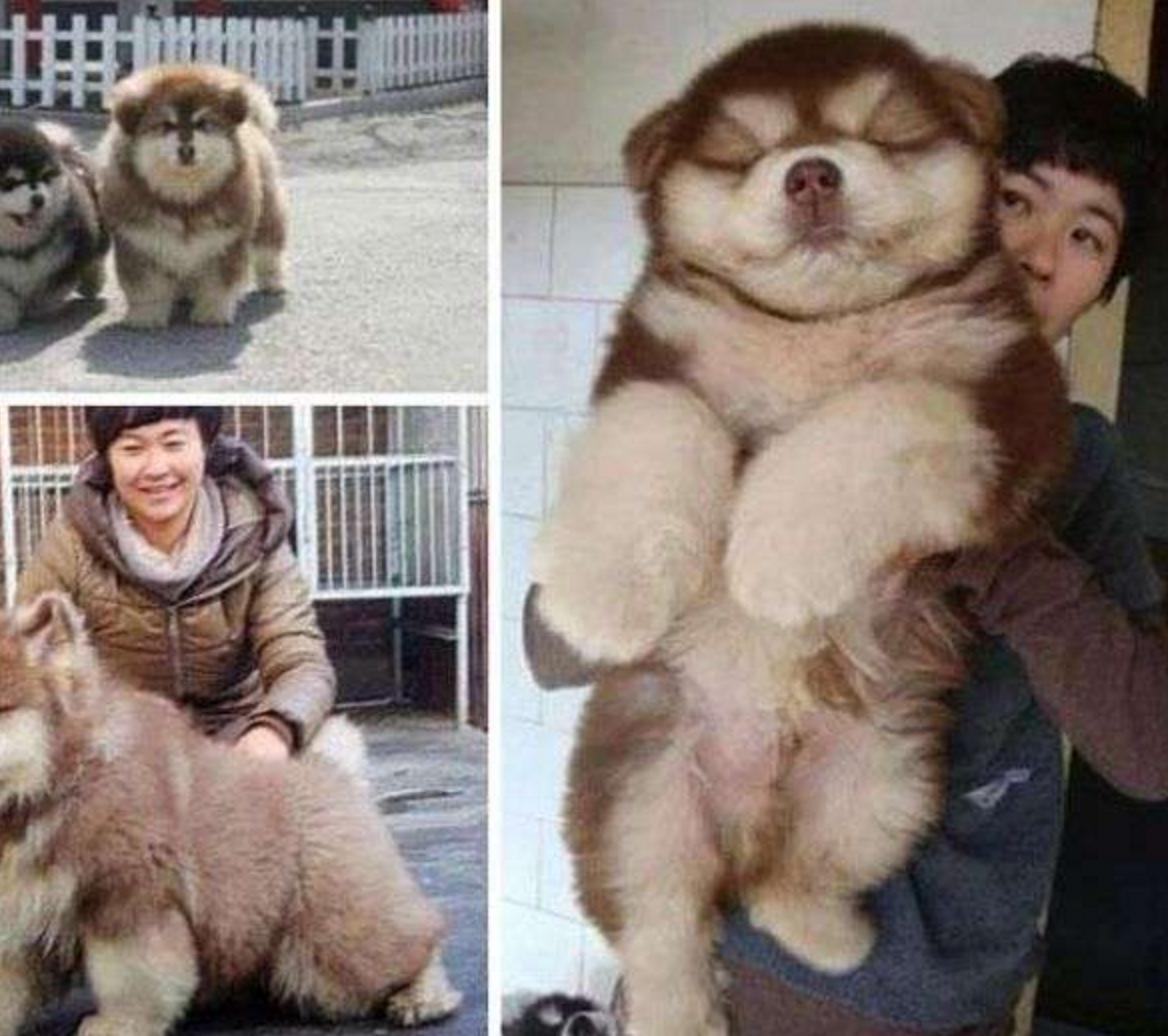 这几只混血狗狗哪只惊艳了你,超级好养的稀有宠物狗