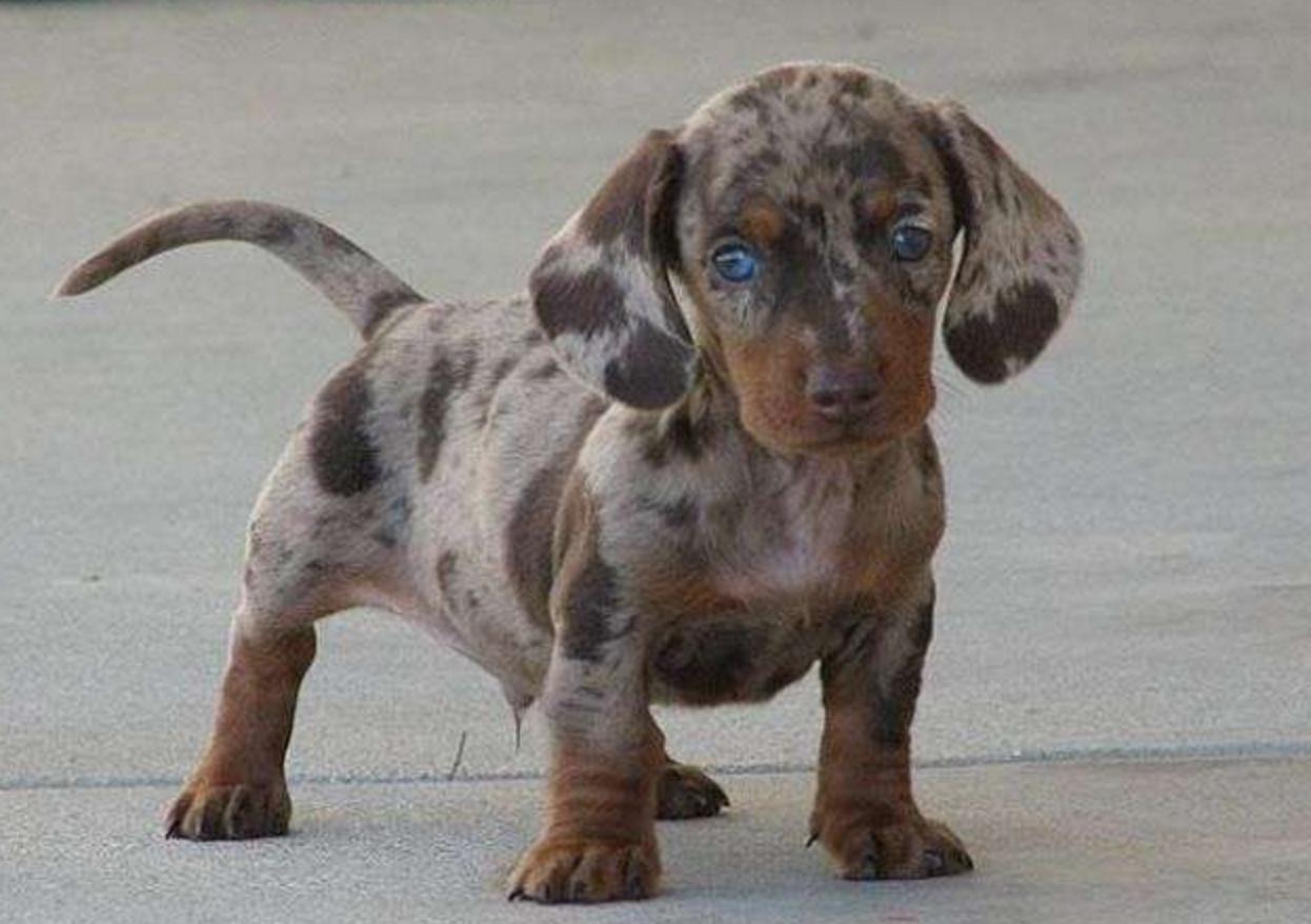 这几只混血狗狗哪只惊艳了你,超级好养的稀有宠物狗