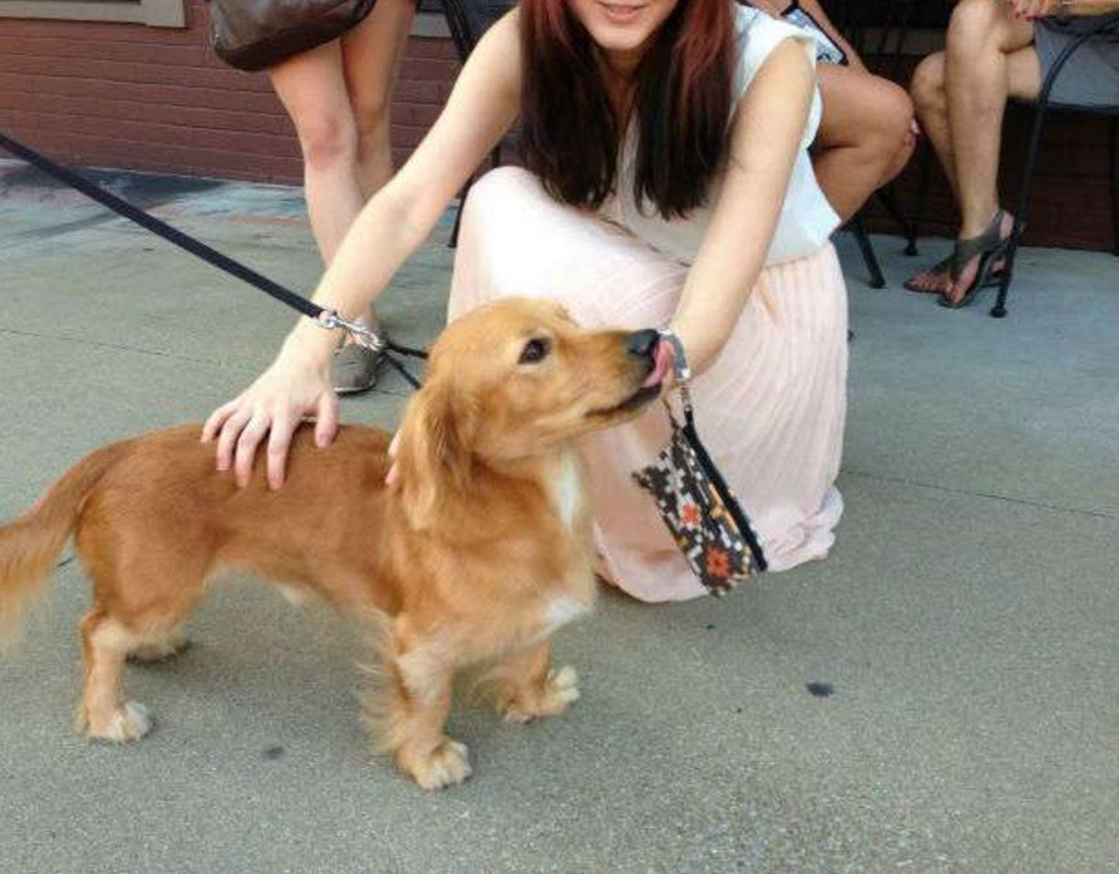 这几只混血狗狗哪只惊艳了你,超级好养的稀有宠物狗