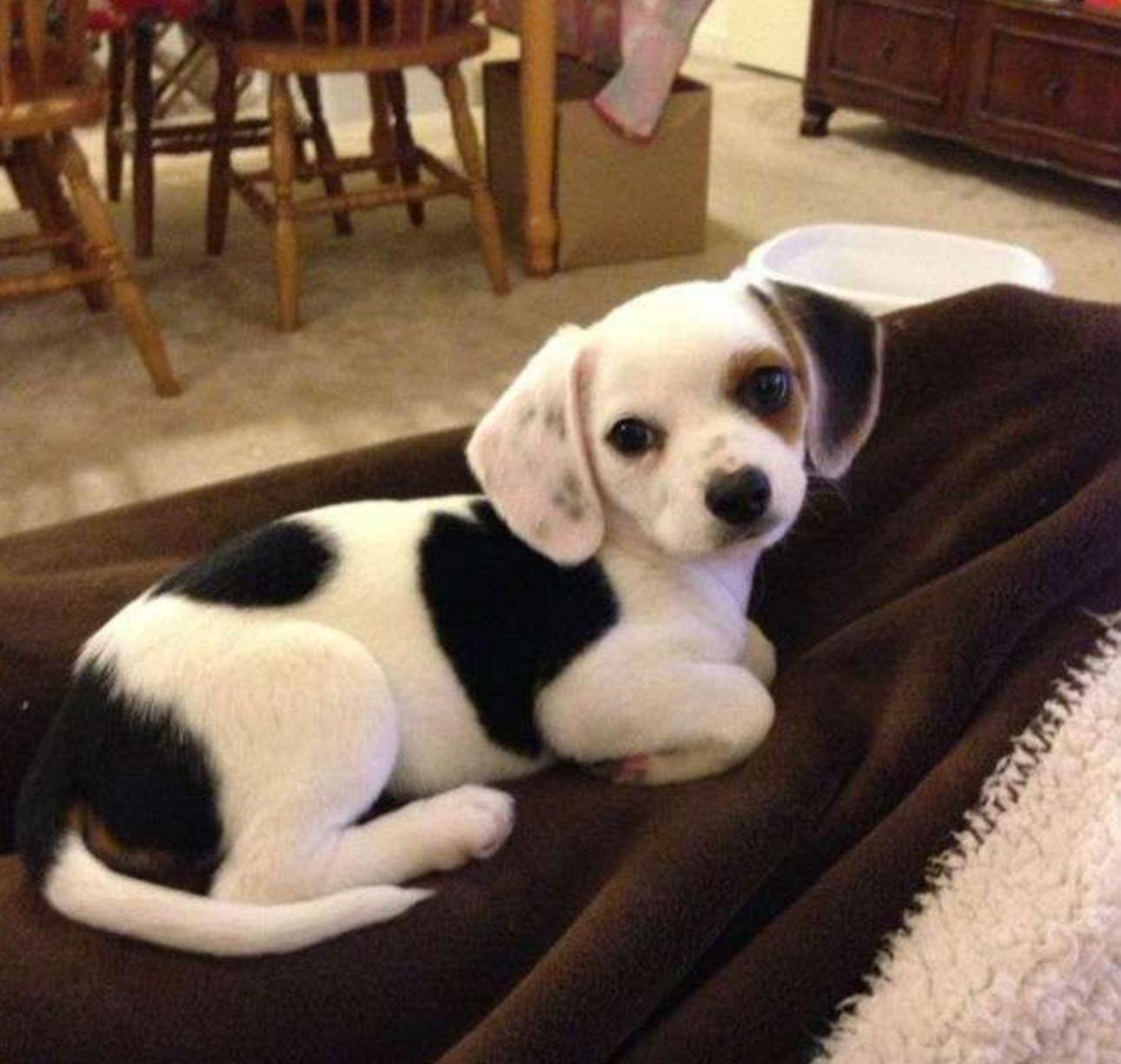 这几只混血狗狗哪只惊艳了你,超级好养的稀有宠物狗