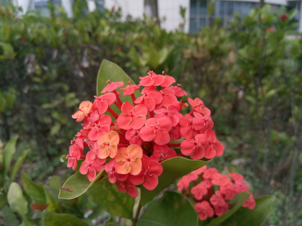 乐视超级手机2功能,乐视手机2测评