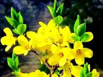 山西绛县连翘花在哪里,绛县看连翘花的地方