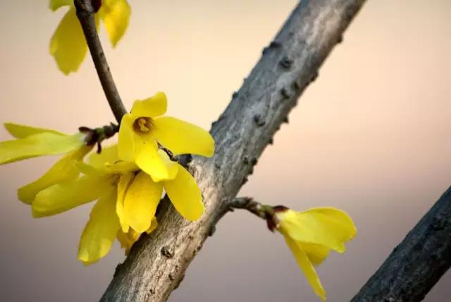 山西绛县连翘花在哪里,绛县看连翘花的地方