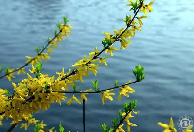 山西绛县连翘花在哪里,绛县看连翘花的地方