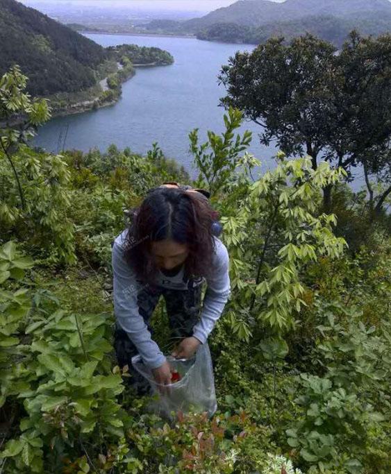 吃过这种饭么?营养价值很高!我从山上摘来树叶...