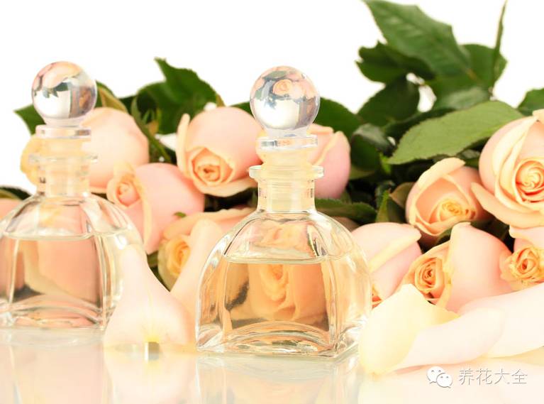 冷知识干货科普植物 (植物大战僵尸2冷门知识)