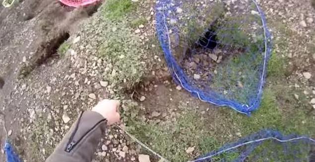 农场野兔,农场野兔泛滥