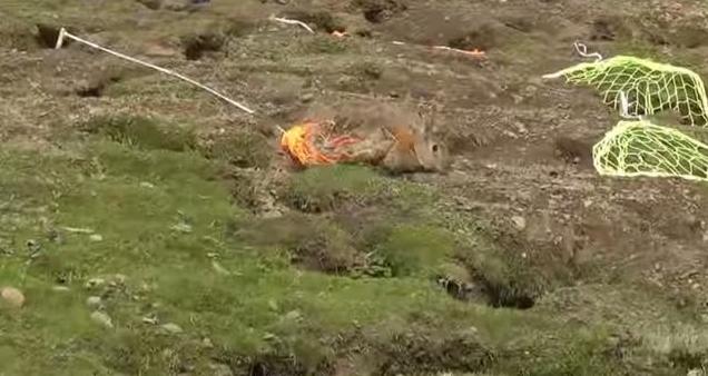 农场野兔,农场野兔泛滥