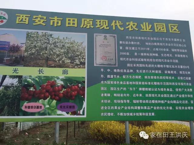 白鹿原采摘大樱桃,去白鹿原采摘樱桃