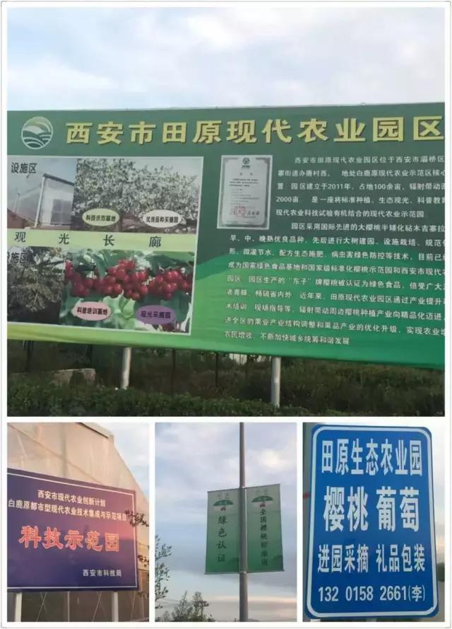 白鹿原采摘大樱桃,去白鹿原采摘樱桃