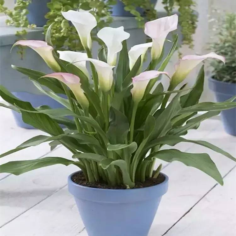 马蹄莲怎么养才能开得快,马蹄莲怎么养才能长得好