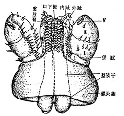 羊蜱虫病用什么药,羊软蹄病的症状