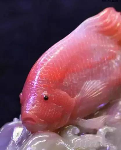 震惊世界的中国十大名石排行榜,中国十大名石品种