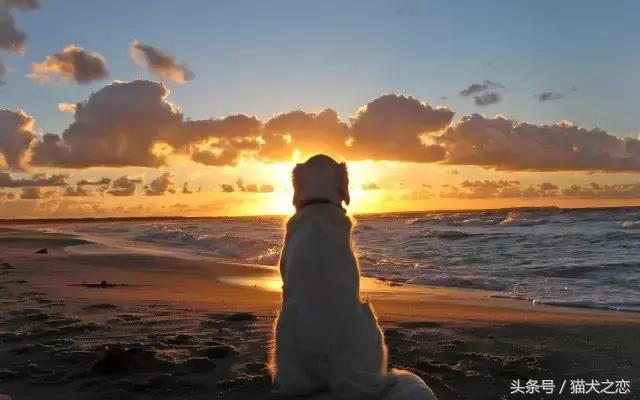 这些狗狗弃养率最高看完心碎一地,狗狗失明的症状