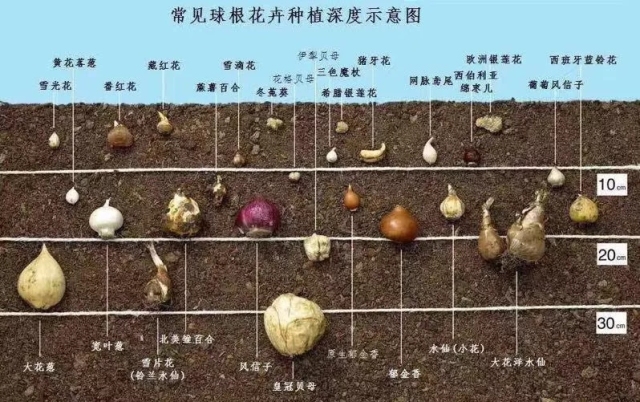你也想拥有一个繁花似锦的春天?有这份球根种植笔记就够了