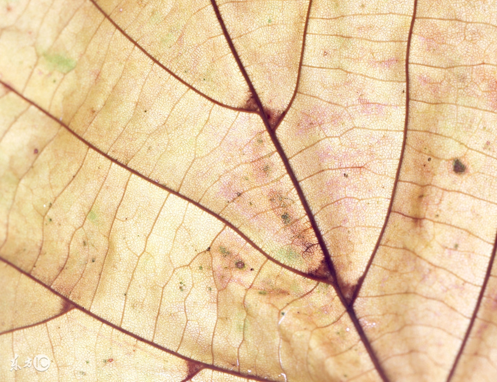 怎么减轻补钾药对胃的刺激,静脉补钾的方法及原则