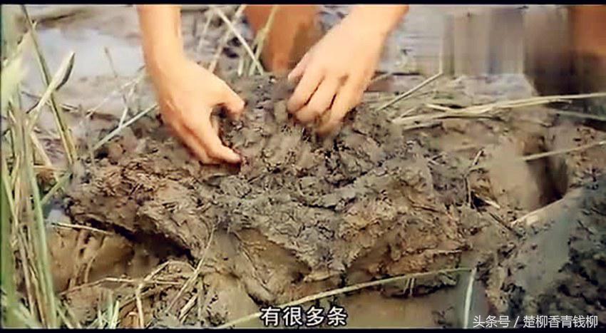 泥地里罕见的“绝世美味”,卖100多元一斤,亩产值高达10万!