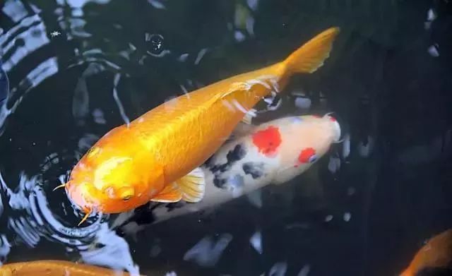 天呢！一条鱼的价格竟然可以买苏州一套房！