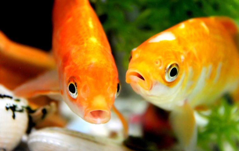 养风水鱼的十大禁忌,养风水鱼真的有用吗