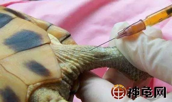 乌龟生病了怎么办?最全面的疾病治疗方法快快看看救小龟一命!