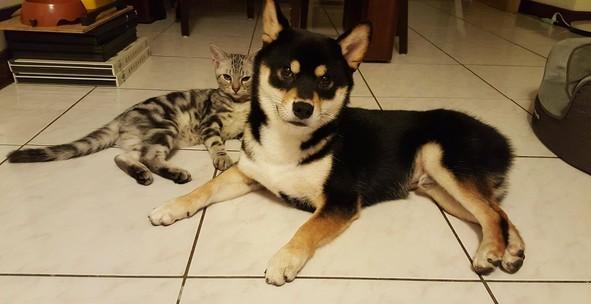 猫弟舔舔叫床无效，黑柴哥睡到翻白眼：豪……舒……湖