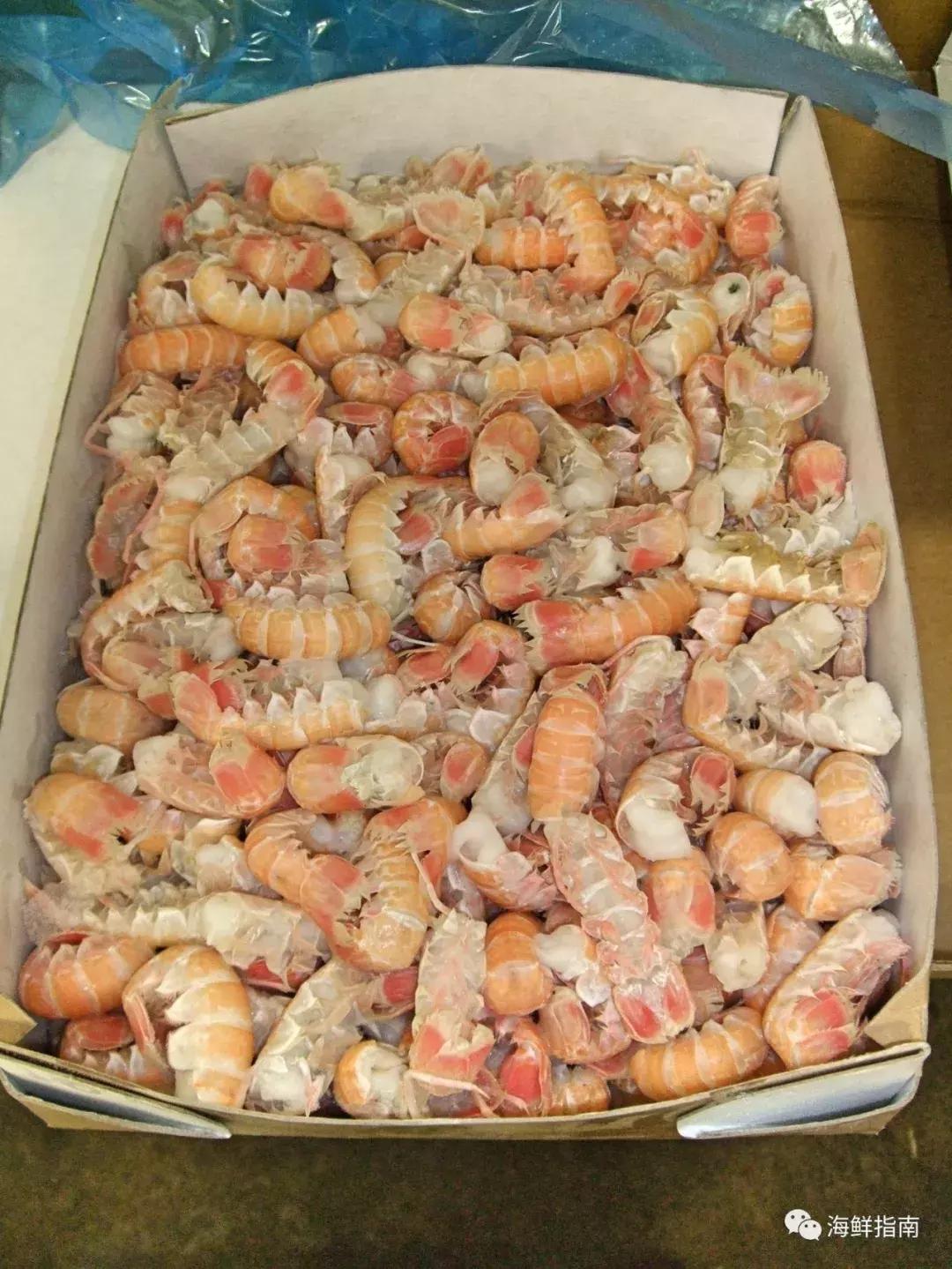 海鳌虾极品刺身,新西兰最好吃的海鳌虾