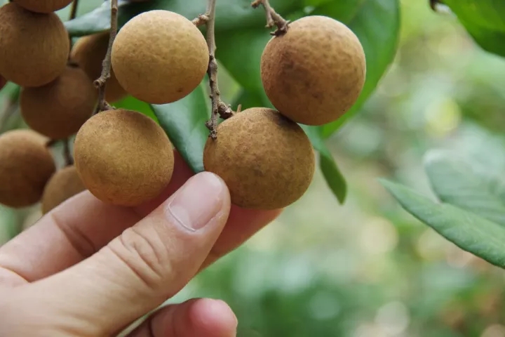 桂圆干怎么吃最补气血,桂圆干怎么吃最补气血效果好