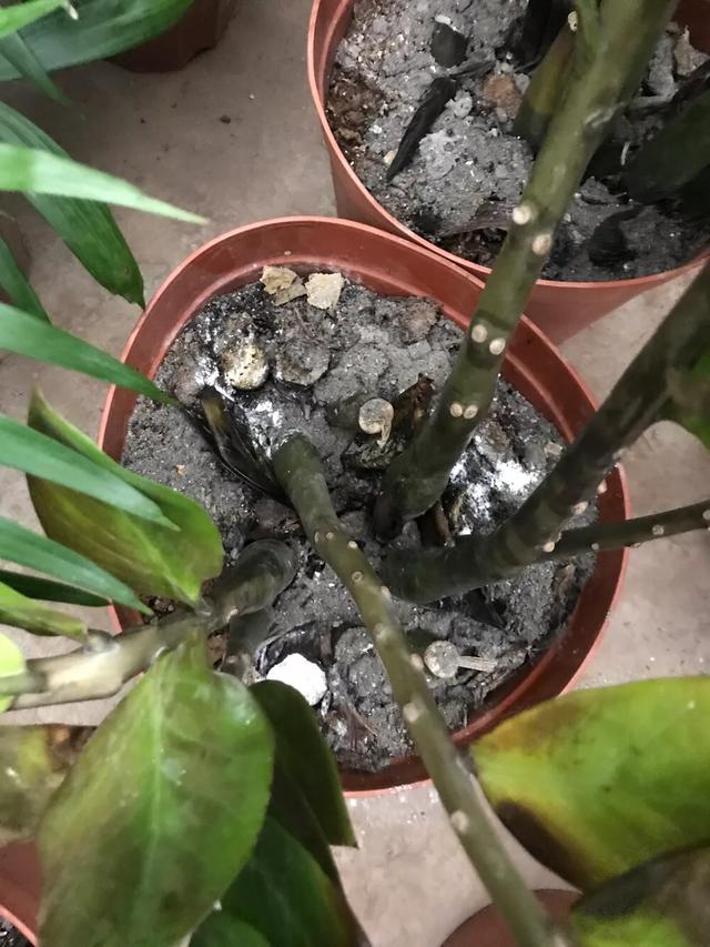 金钱树发黄枯萎怎么回事,金钱树茎变黑腐烂怎么处理