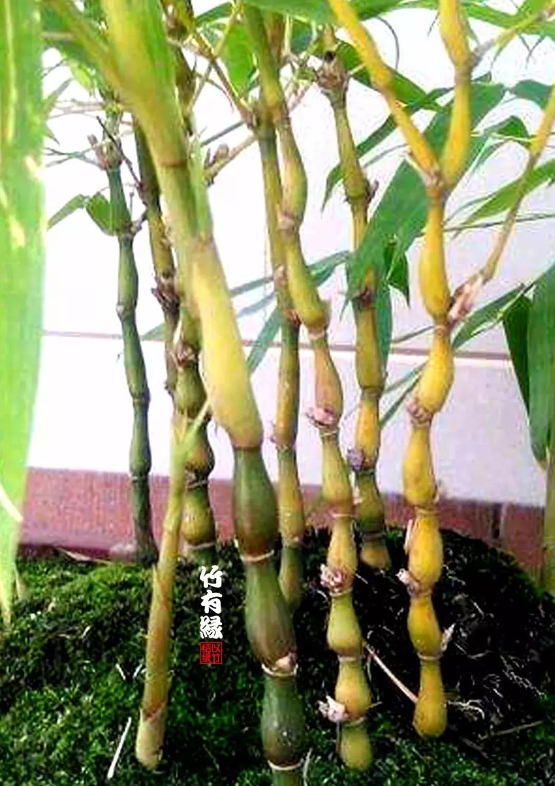 罗汉竹是怎么养的,罗汉竹怎么养好活