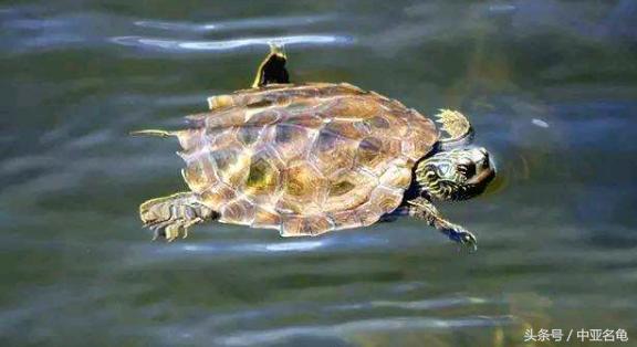 乌龟肠胃炎的预兆,庆大霉素治疗乌龟肠胃炎