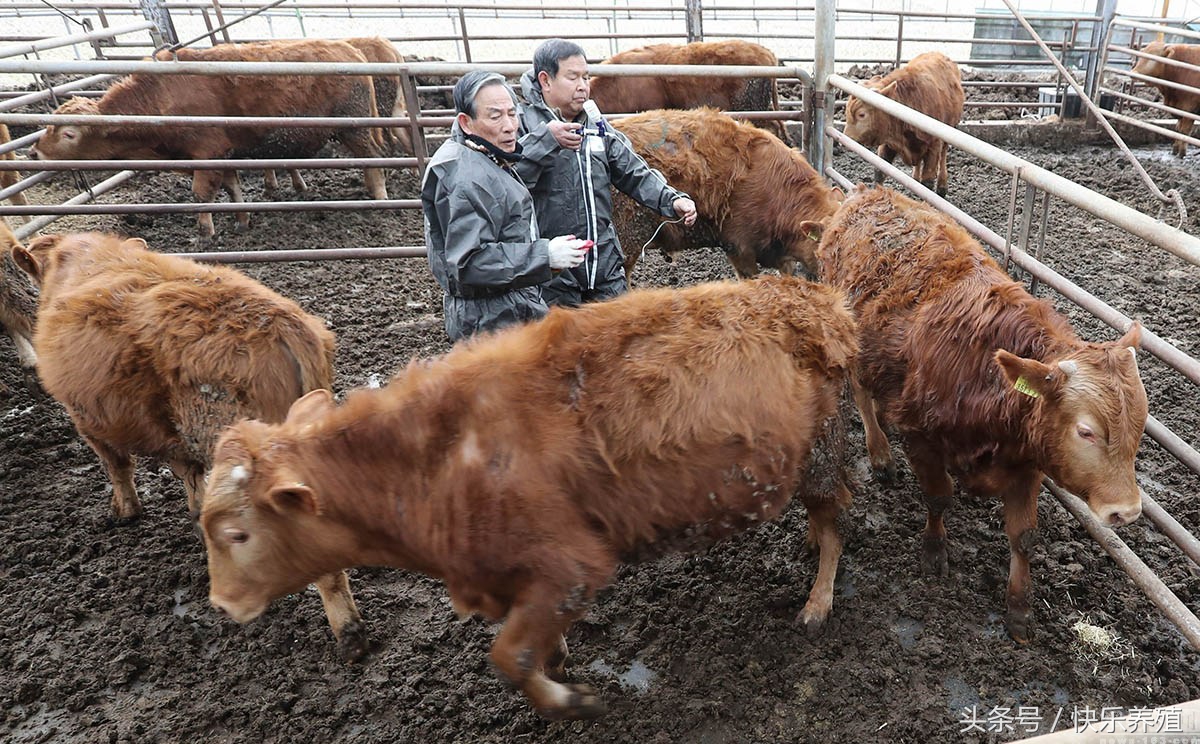 怀孕母牛得口蹄疫怎么治疗,小牛得了口蹄疫引起拉稀怎么治疗