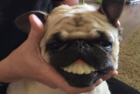 马上过年送你几句祝福语,马上就要过年了送你几句祝福语