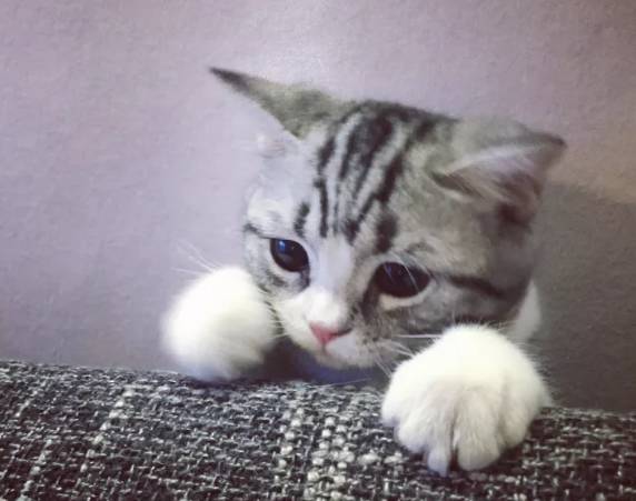 天呢！一条鱼的价格竟然可以买苏州一套房！