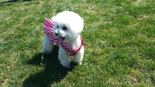 比熊犬怎么知道身上有虫子,怎么知道比熊狗有皮肤病