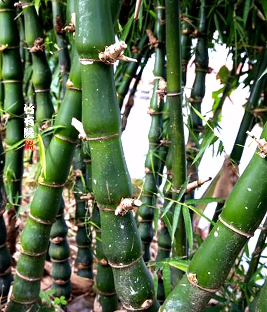 罗汉竹是怎么养的,罗汉竹怎么养好活