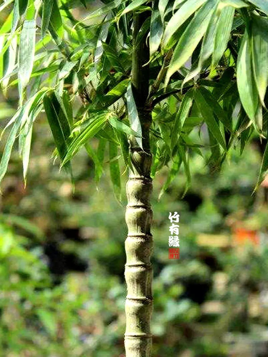 罗汉竹是怎么养的,罗汉竹怎么养好活