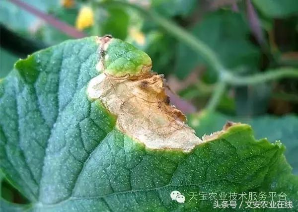 草莓灰霉病图谱及防治,黄皮果灰霉病图谱