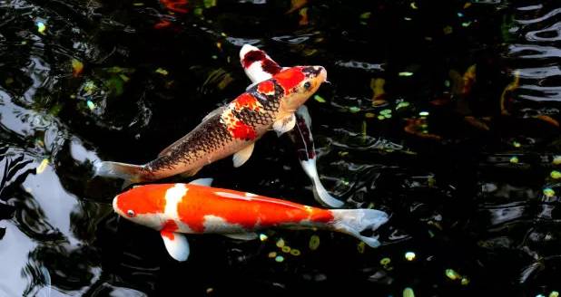 天呢！一条鱼的价格竟然可以买苏州一套房！