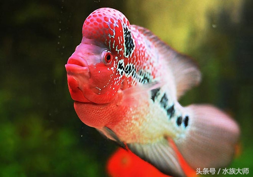 罗汉鱼刚入缸注意事项,新手养罗汉鱼要注意什么