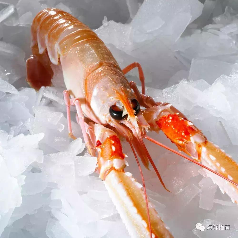 海鳌虾极品刺身,新西兰最好吃的海鳌虾