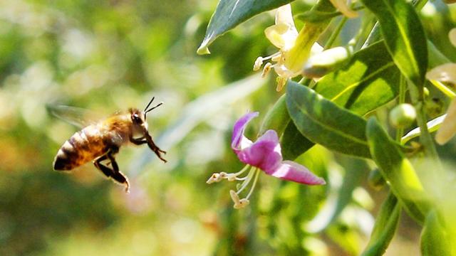 为什么超市蜂蜜那么便宜,超市买的蜂蜜为什么不结晶