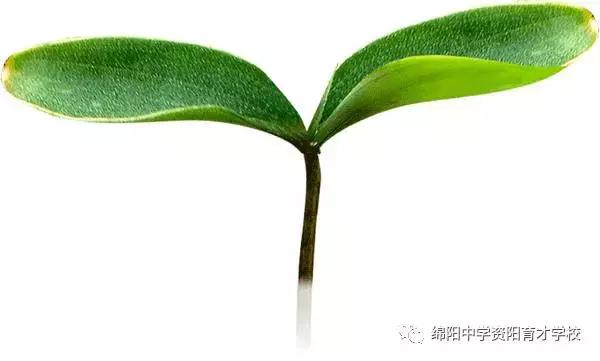 热烈庆贺绵阳中学专家名师担任我校十大学科教学质量总监