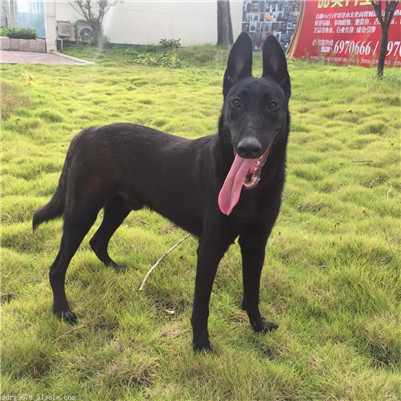 黑狼犬胆小怎么训练?黑狼犬的训练方法介绍!