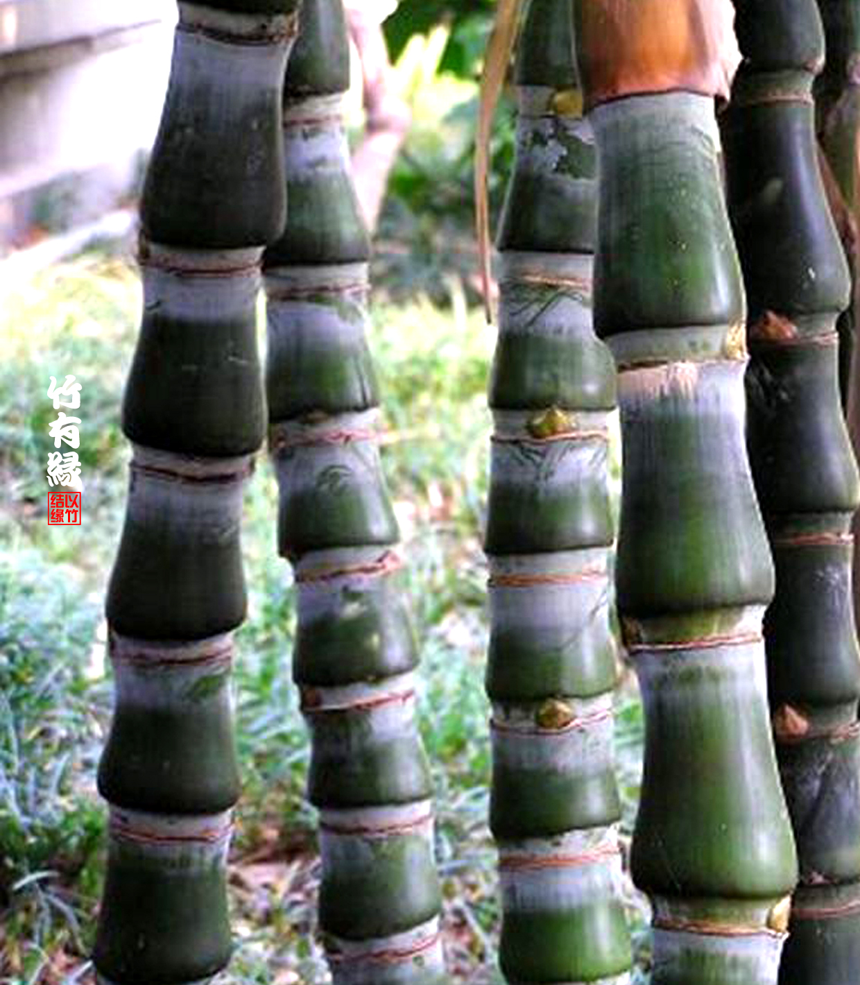 罗汉竹是怎么养的,罗汉竹怎么养好活