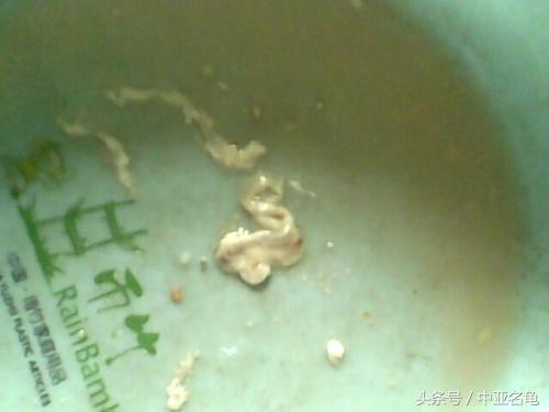 乌龟肠胃炎的预兆,庆大霉素治疗乌龟肠胃炎