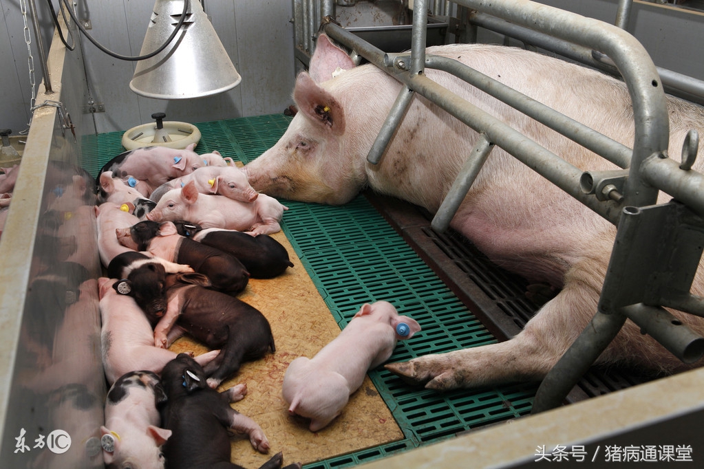 母猪产后出血的原因及防治方法是什么?