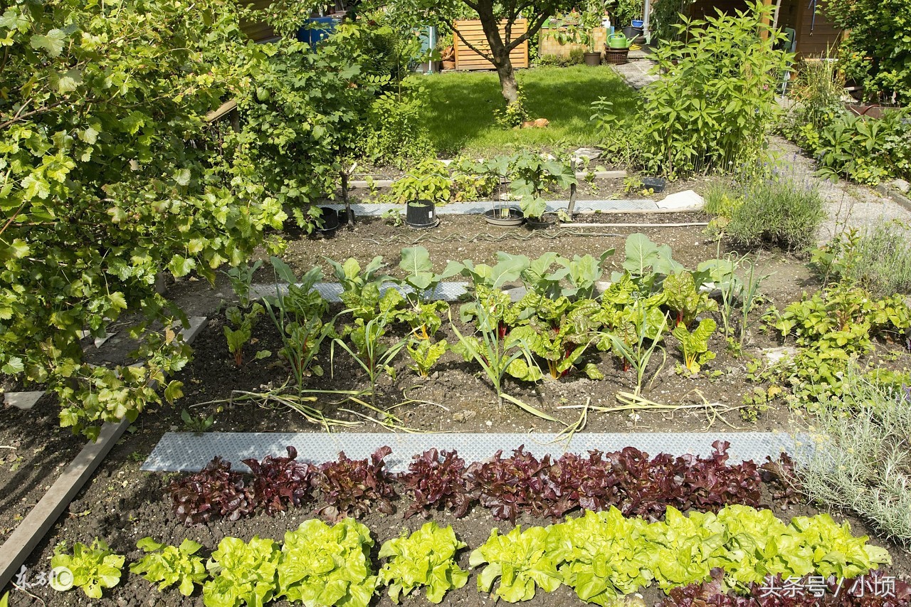 农村创业赚钱项目,农村创业做什么最赚钱