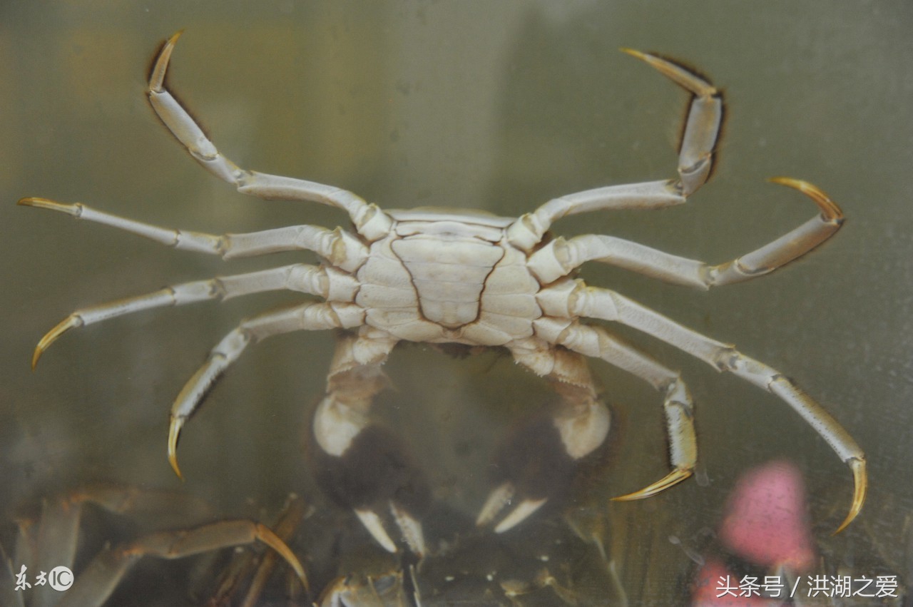 抓河蟹的方法和技巧,抓螃蟹的方法和抓鱼的方法